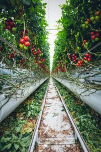 The Emergence of Vertical Farming: Providing Food to Cities That Do Not Have Soil