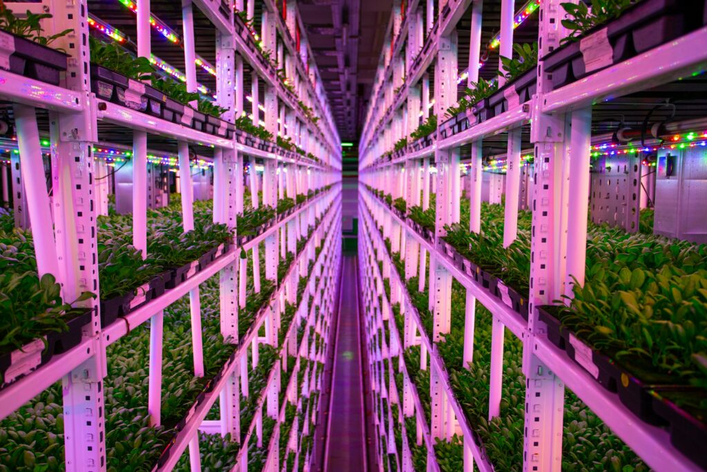 Growing food vertically is the way of the future for urban food production
