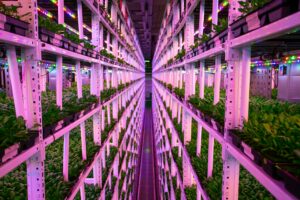 Growing food vertically is the way of the future for urban food production
