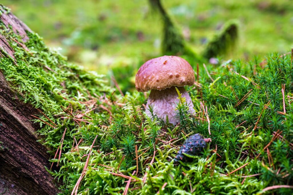Different types of sustainable packaging options ranging from mushroom foam to seaweed wraps